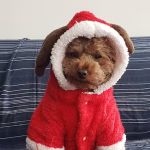 Shahad & Moishe (Mini Toy Poodle)