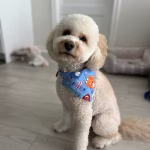 Alyona & Troy (Cockapoo)
