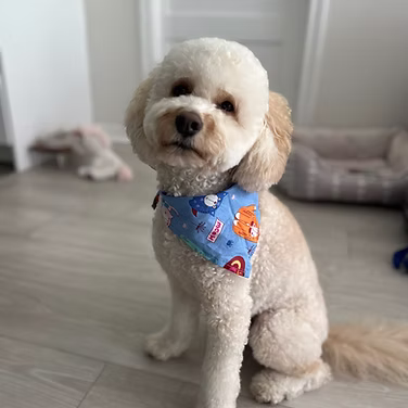 Alyona & Troy (Cockapoo)