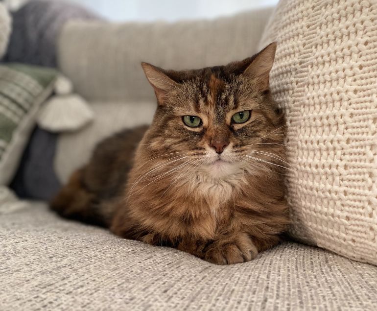 Cat during a pet sitting visit in Toronto Downtown