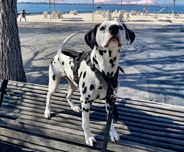 Daily Dog Walking Downtown Toronto