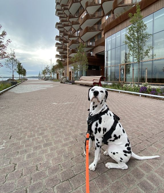 Dalmatian during a downtown Toronto dog walking visit