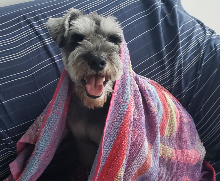 Day Retreat Pet Sitting Toronto Downtown