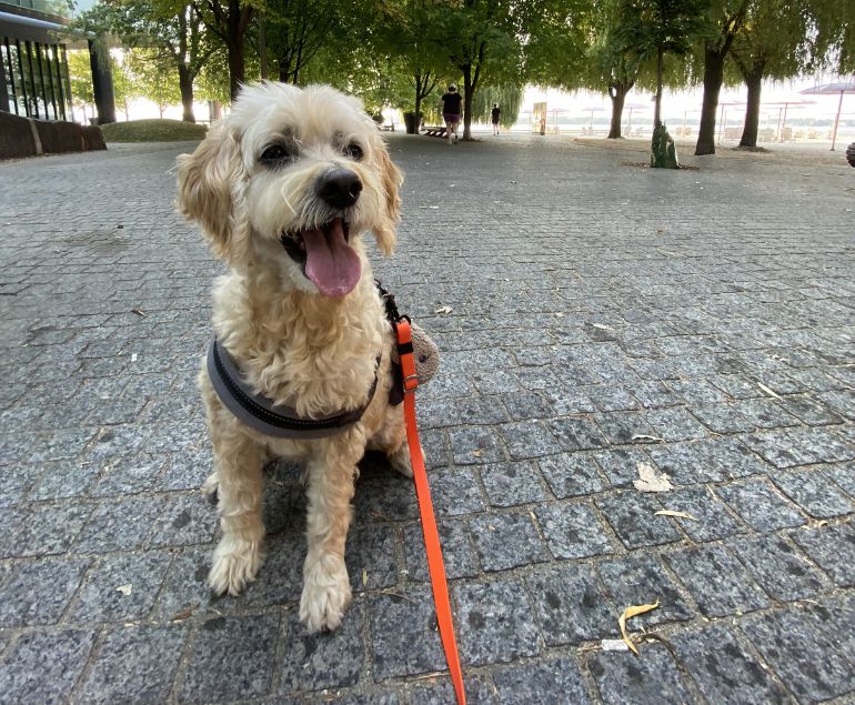Half Hour Dog Walk or Cat Drop-In Visit Toronto ON