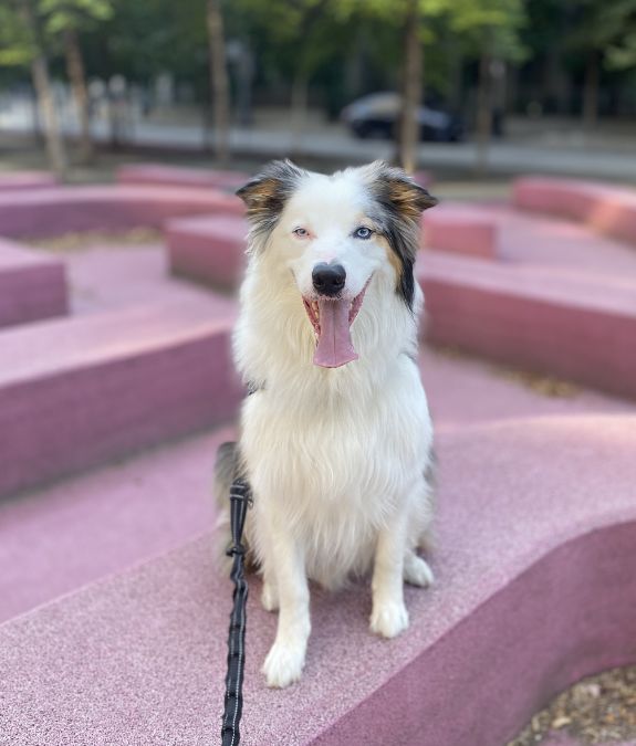 Jon Snow the border collie during a Toronto dog walk