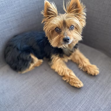 Karen & Skittles (Yorkie)