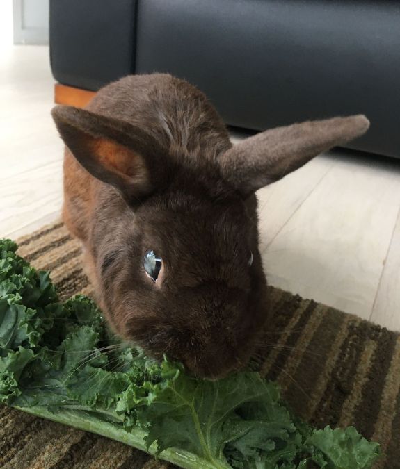 Bunny at home during a Toronto pet sitting visit
