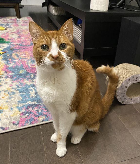 Cat at home during a Toronto cat sitting visit