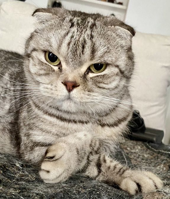 Grey cat during a Toronto cat sitting visit