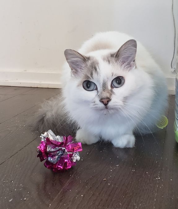 White cat during a Toronto cat sitting visit