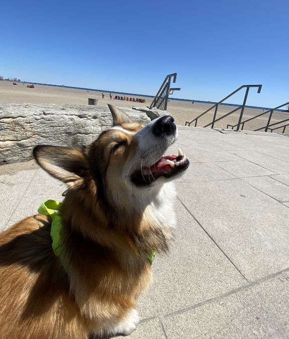 Madge the corgi soaking in the sun during a Toronto dog walk