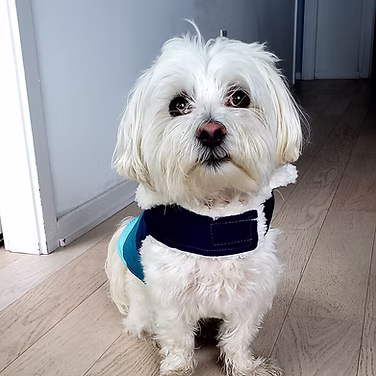 Mariana & John (Maltese)