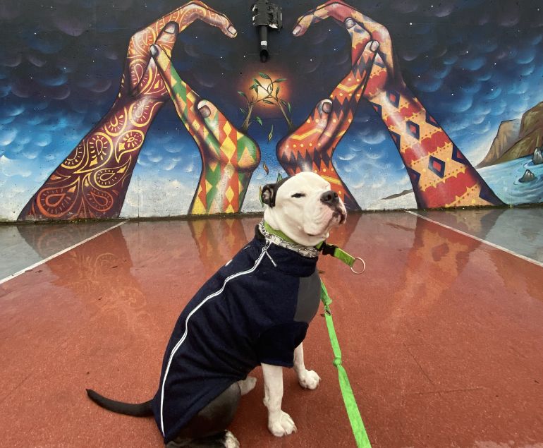One Hour Dog Walk or Cat Drop-In Visit toronto