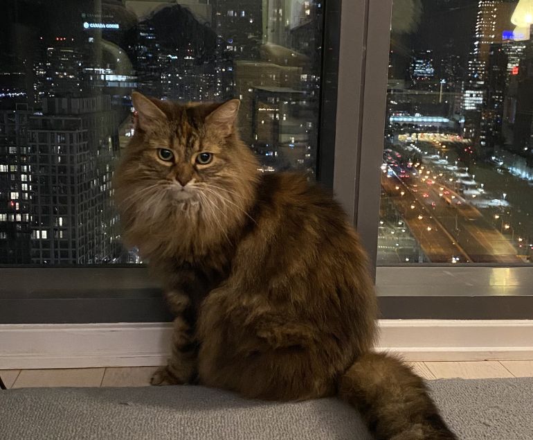 Overnight Pet Sitting Pet Boarding Toronto Downtown