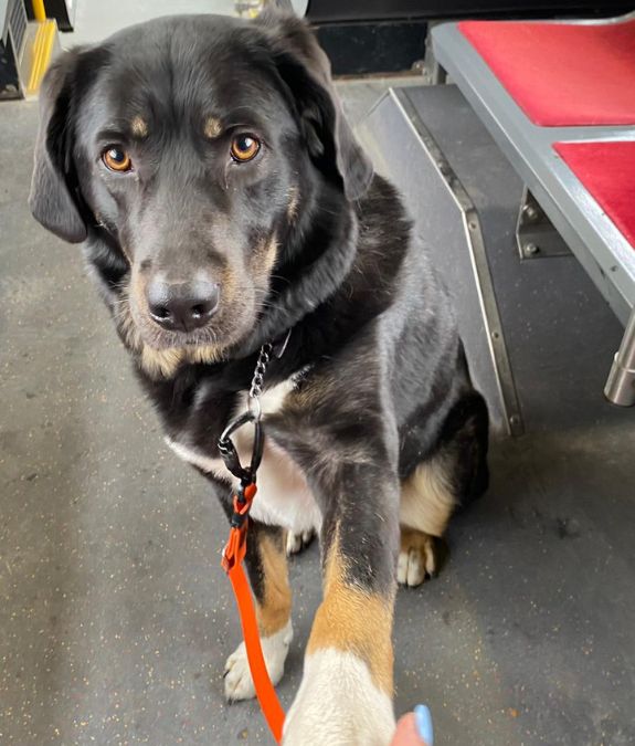 Dog on the TTC during a Toronto dog walk