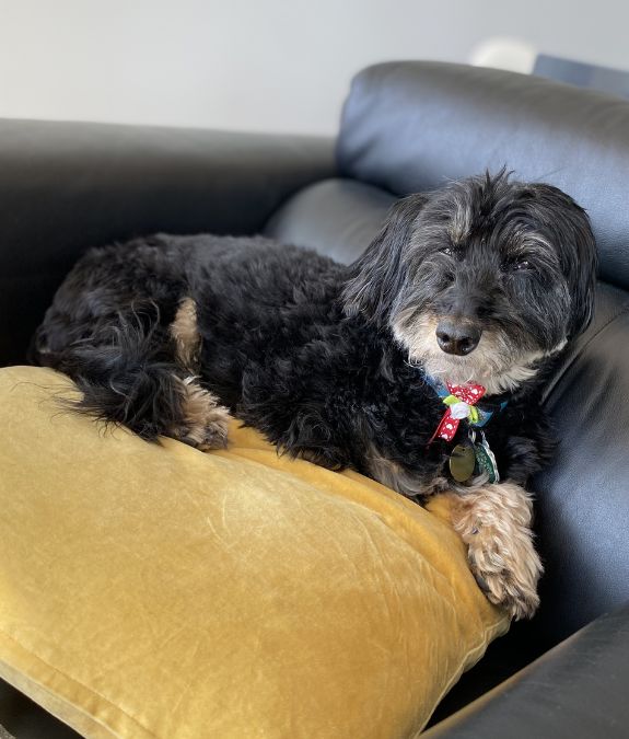 Dog relaxing on couch during a Toronto overnight stay