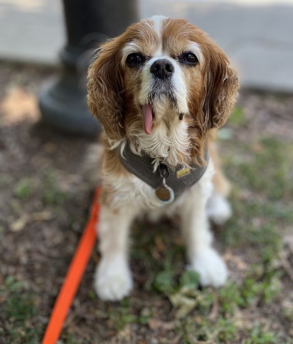 Dog with tongue out during a walk break