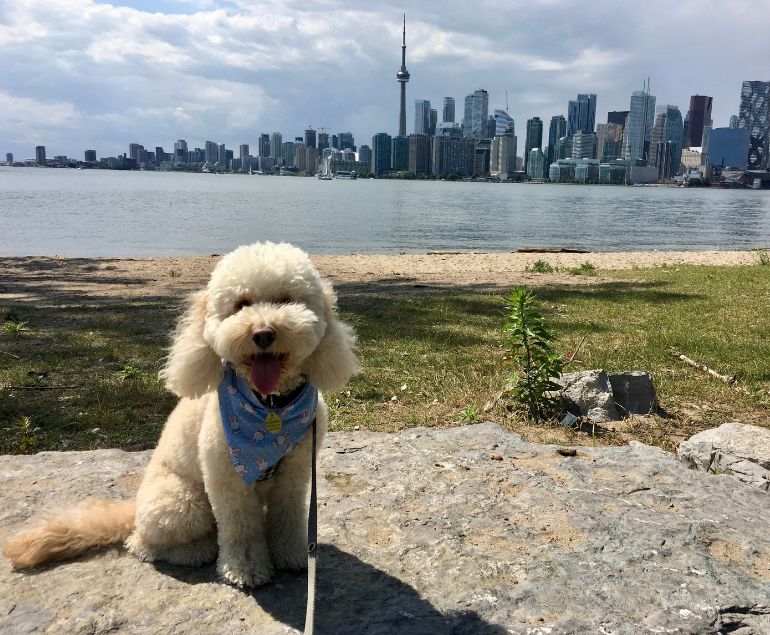 why choose katwalk bnb for Dog Walk or Cat Drop-In Visit Toronto ON